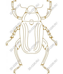  Beetle