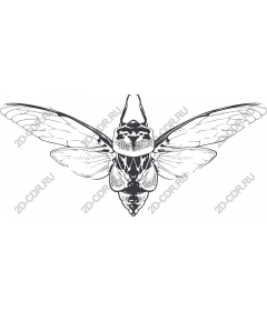  Cicada