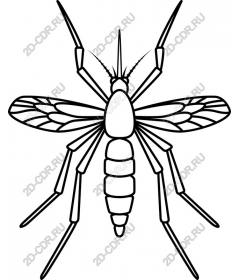  The line art of a mosquito