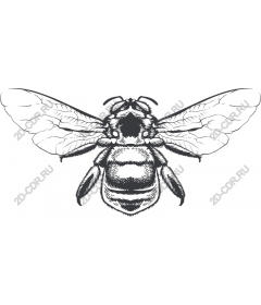  Sophisticated bee