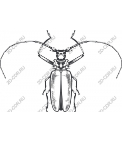  Beetle