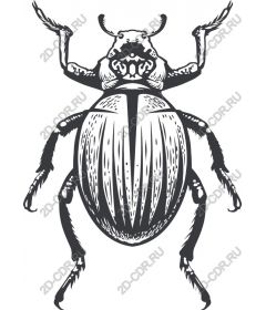  Beetle