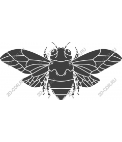  Cicada