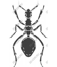  Black Ant