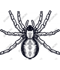  Spider