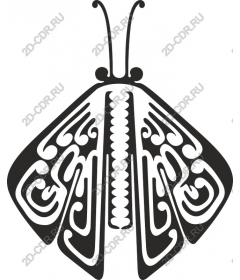  Exquisite butterfly