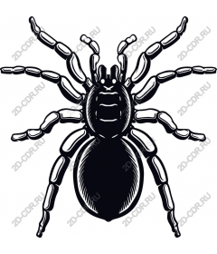 Tarantula and