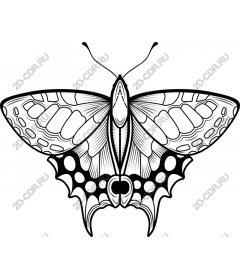 Butterfly and