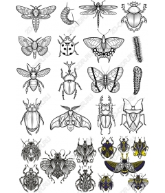 Коллекция насекомых - Премиум-набор клипартов