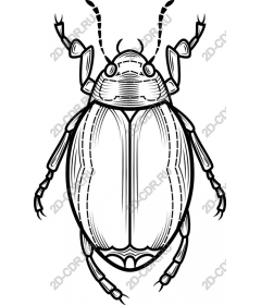  Beetle