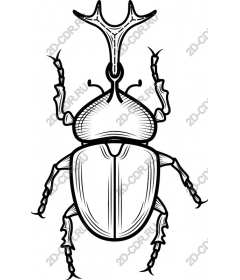  Beetle - Black-and-white