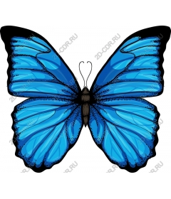  Bright blue butterfly