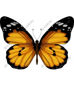 Monarch Butterfly