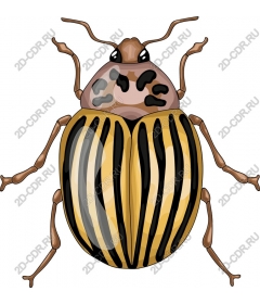 Striped beetle