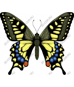  Bright butterfly