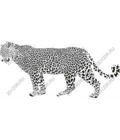 Majestic leopard
