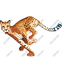 Running Cheetah