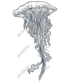  Elegant jellyfish