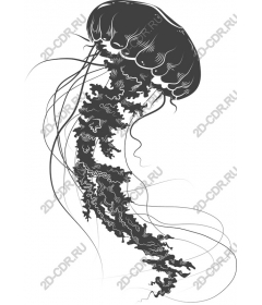  Elegant jellyfish