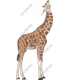 A majestic giraffe