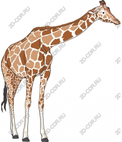  A majestic giraffe
