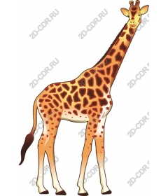  Adorable giraffe
