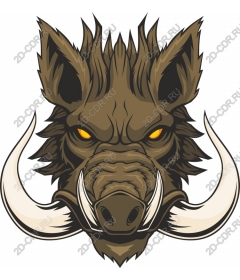 Head of a ferocious wild boar