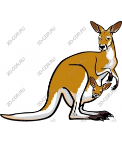 Kangaroo and Joey