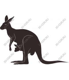 Kangaroo and Joey