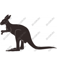 Kangaroo