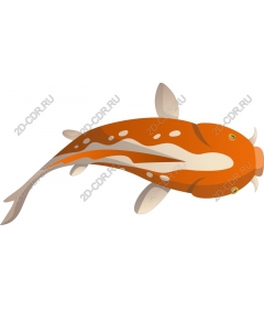  Bright koi fish
