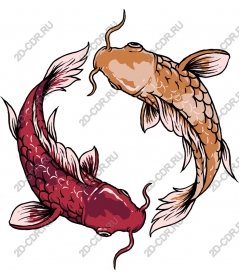 Harmony koi fish