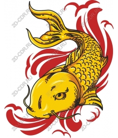 Goldfish koi
