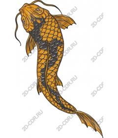  Bright koi fish