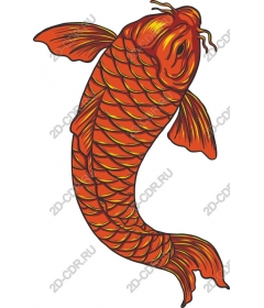 Orange koi fish