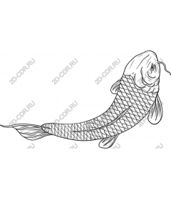  The art of lines in the form of a fish koi