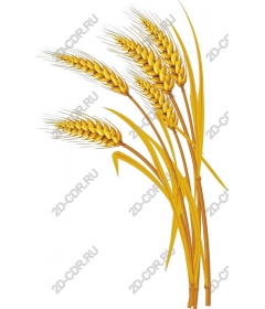 Golden wheat ears