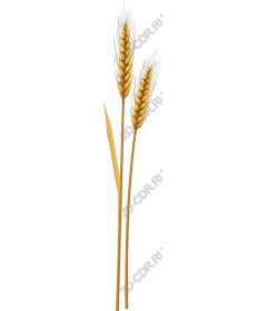 Golden wheat ears