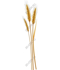 Golden wheat ears