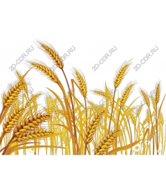 Golden wheat