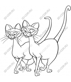 Double fancy cats