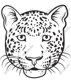 Leopard's head