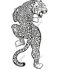  Ferocious leopard