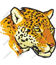 Wild leopard