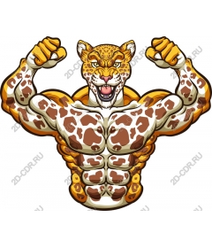  Muscular leopard