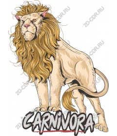  Carnivora - Величественный лев