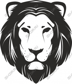  A majestic lion's head