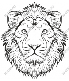  A majestic lion's head