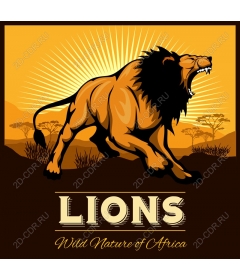 The roar of the African lion