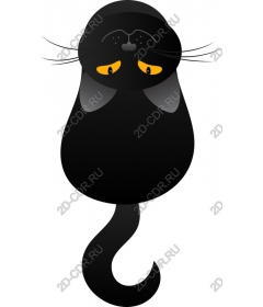  Fancy black cat